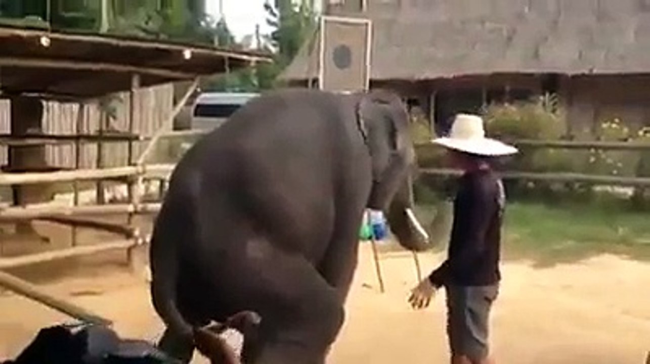 elephent training