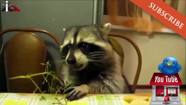 Αστεία βίντεο με ζώα │ Αστεία video Πολύ γέλιο | Αστείες ιστορίες με ζώα #4