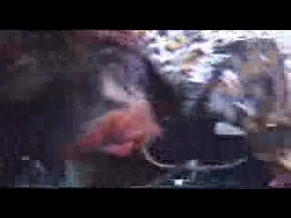 Dir en grey - crazy kyo