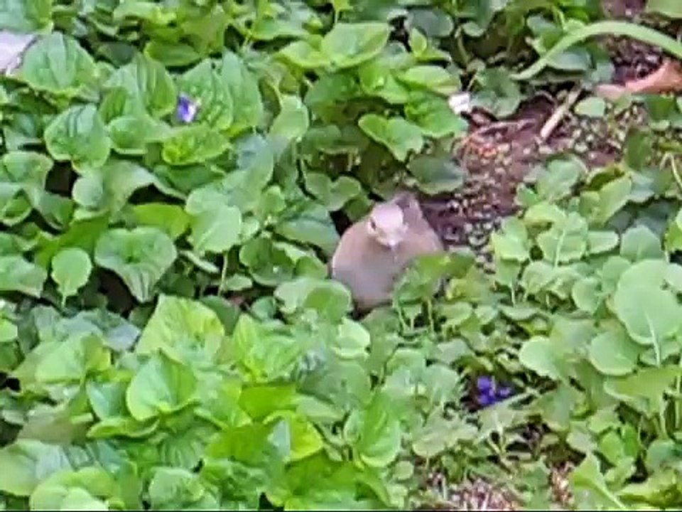 Mourning Doves Eating Seed in Garden