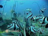 Super video z podmořského světa