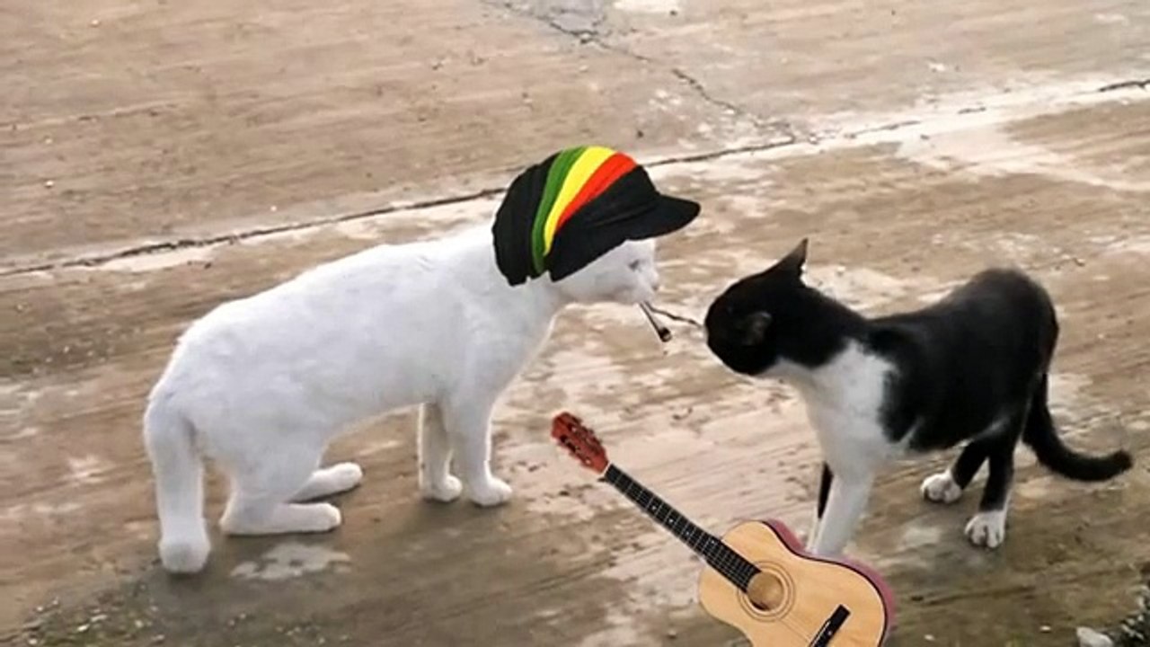 gato cobra