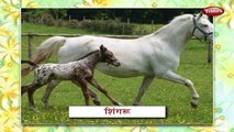 Animal Babies In Marathi | Learn Marathi For Kids | Marathi Grammar | Marathi For Beginners