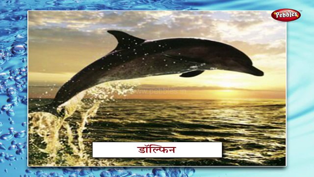 Water Animals In Marathi | Learn Marathi For Kids | Marathi Grammar | Marathi For Beginners