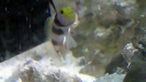 Hi Fin Goby w/ Red Banded Pistol Shrimp vs. Tonga Conch