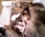 Maine coon kittens 2 weeks old