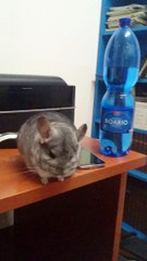 Grisú il cincillà, chinchilla standard grey