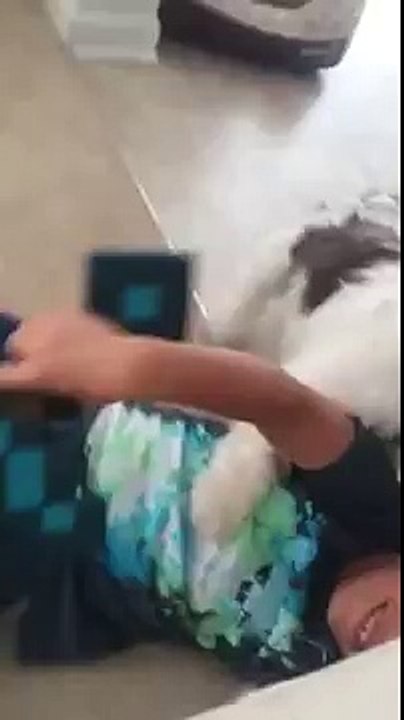 Funny dog video and boy video