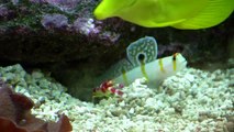 randall's goby and pistol shrimp in high def