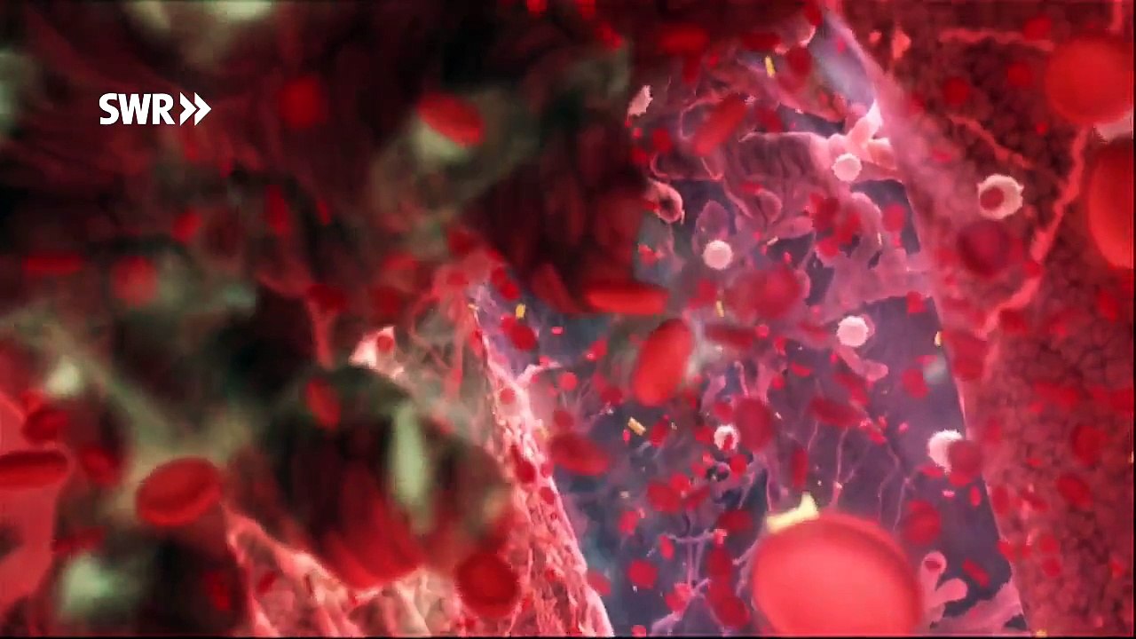 Lebenselexier: Wunderwerk Stammzelle | SWR Odysso - Das will ich wissen!