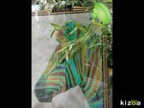 Montage Vidéo Kizoa: diaporama street art animaux 2