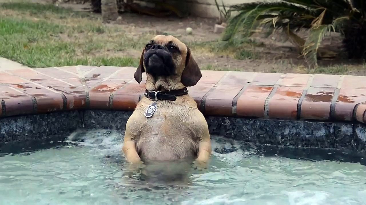 Dog LOOOOVES the hot tub