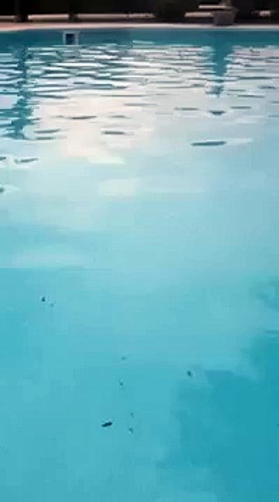 Jaws 5