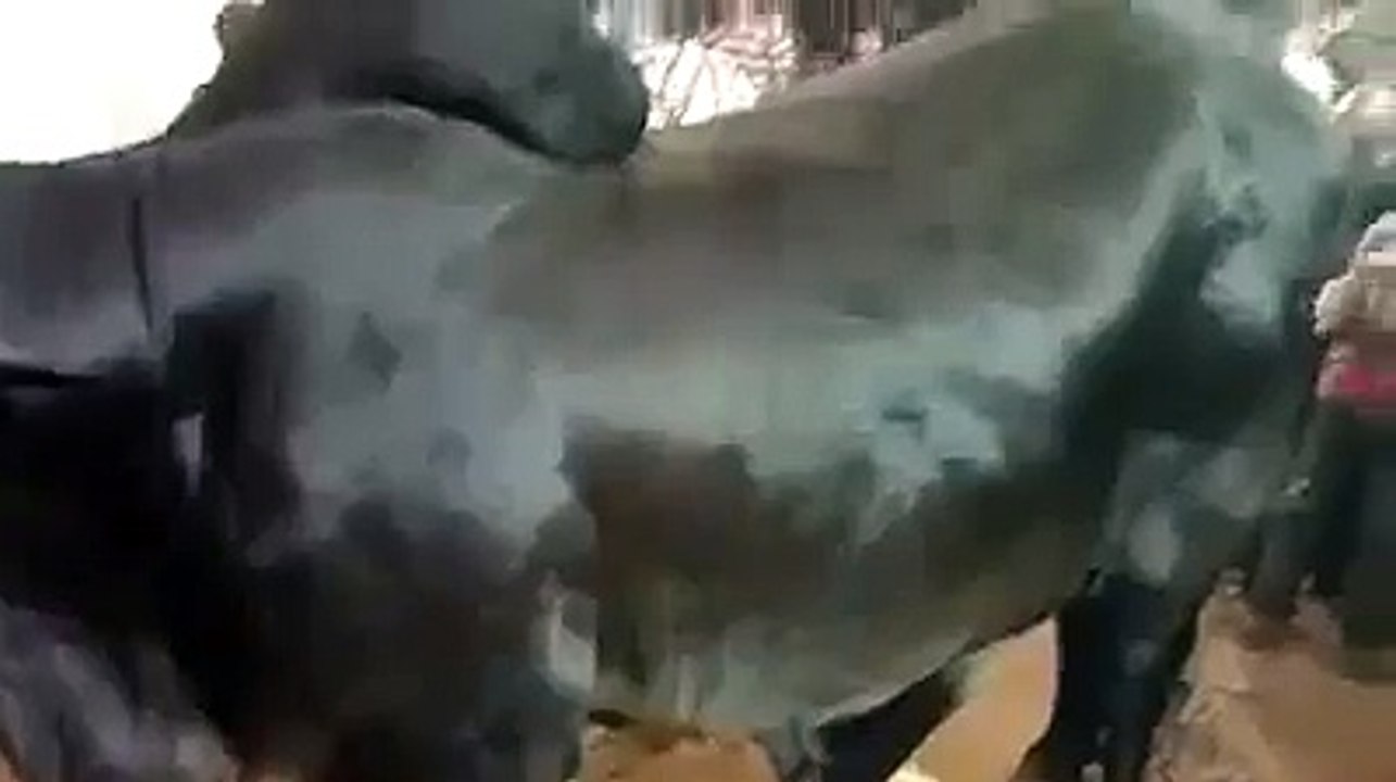 Pakistan Cattle , Black Beauty , Eid Qurbani , 201