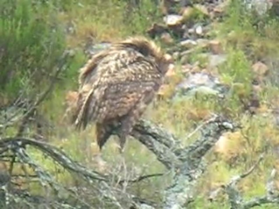 Eagle Owl