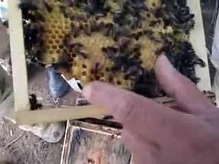 Elevage des reines par la méthode de MILLER