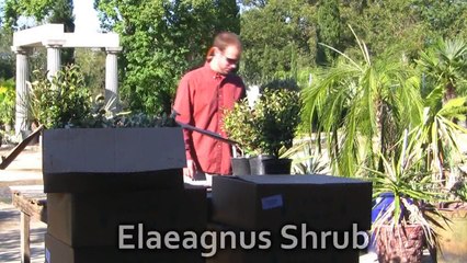 Buy & Plant an Elaeagnus Shrub - Expert Instuctional  Planting Video