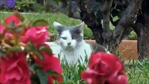 Funny Cats Compilation Most See Funny Cat Videos Ever Part 1
