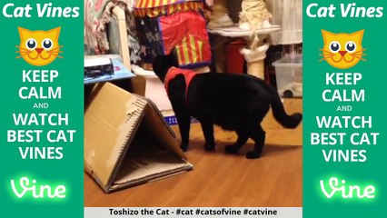 Funniest Cat Vines #83 - Updated August 28th, 2015