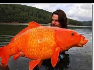 Maiores Peixes do mundo