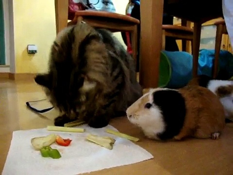 Mi gato Michael y mis cobayas.MPG