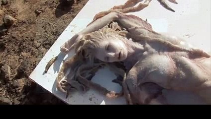 İspanya'da Bulunan Deniz Kızı Görenleri Şoke Etti