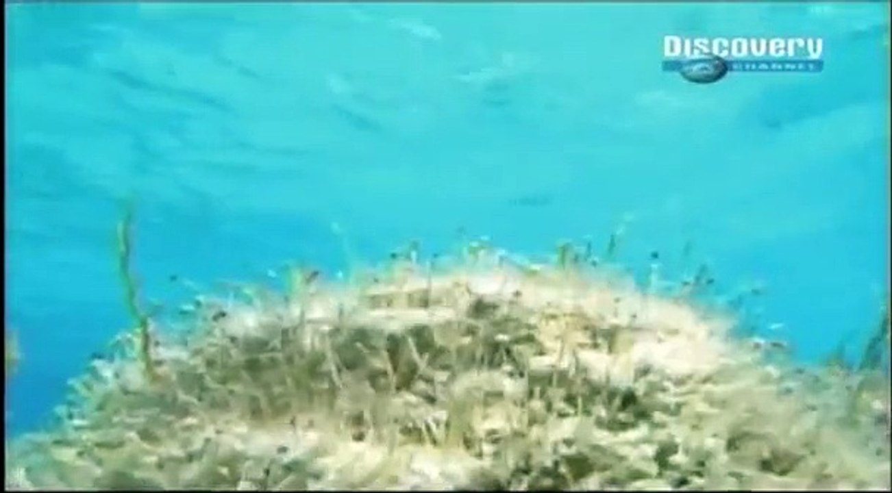 Estromatolitos en Discovery Chanel