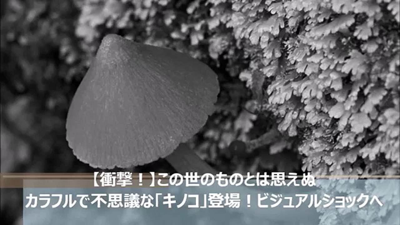 【極彩色！】自然色とは思えない！カラフルで不思議なキノコ映像登場へ