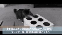 【子猫たたき？】猫のもぐらたたきゲーム登場！プレイヤー猫、超高速連続猫パンチへ