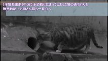 【子猫救出劇】中国で水道管にはまってしまった猫の赤ちゃんを無事救助！お母さん猫も一安心へ