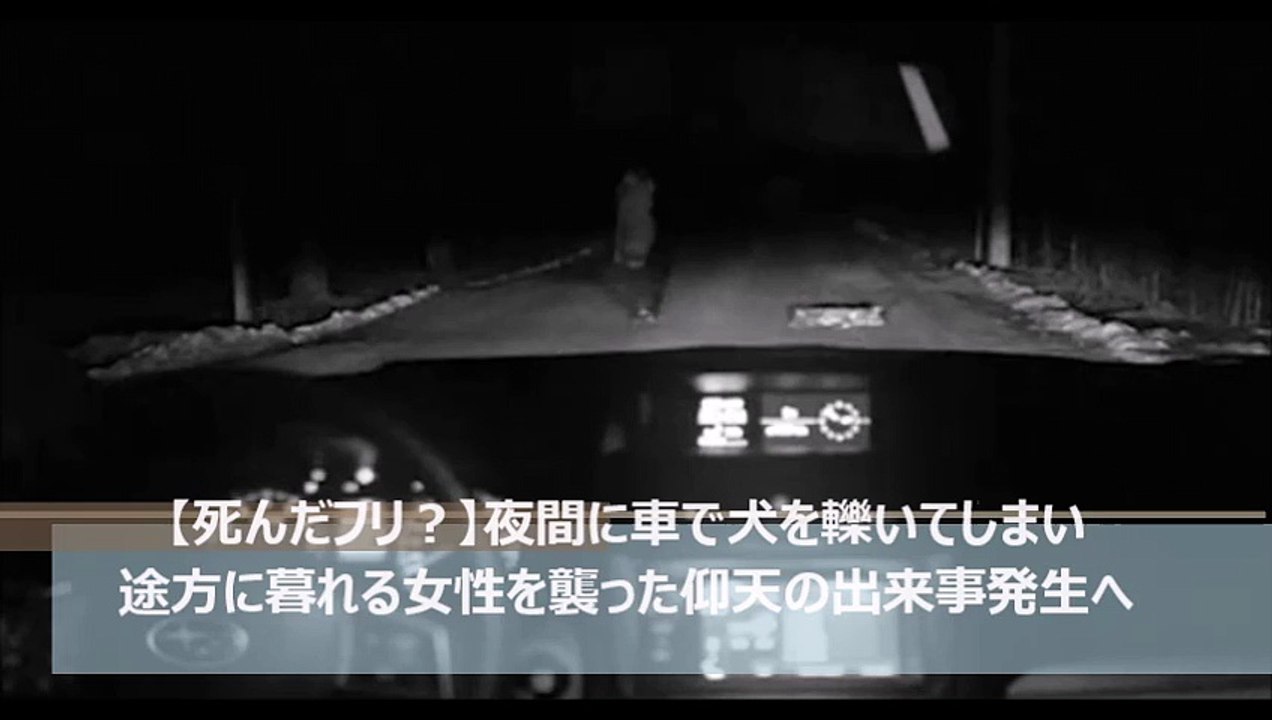 【死んだフリ？】夜間に車で犬を轢いてしまい途方に暮れる女性を襲った仰天の出来事発生へ