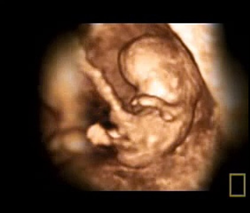 Baby in the Womb