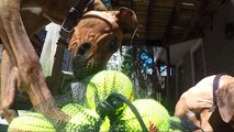 Rhodesian Ridgeback Puppy Slow Motion - Marking Our Territory| Petcentric