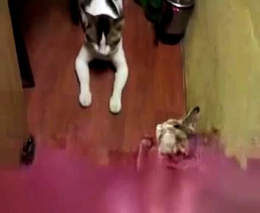 Funny cats