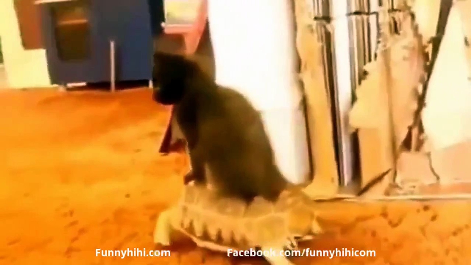 Funny Cats   Funny Cat Videos   Funny Cat Sleep   Funny Animals 2015 part 27