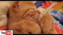 Funny Cats   Funny Cat Videos   Funny Cat Sleeping   Funny Animals  Best Funny Fails part 36