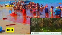 piranha fish attack human  piranha food Animal Attacks Piranha Literature Subject