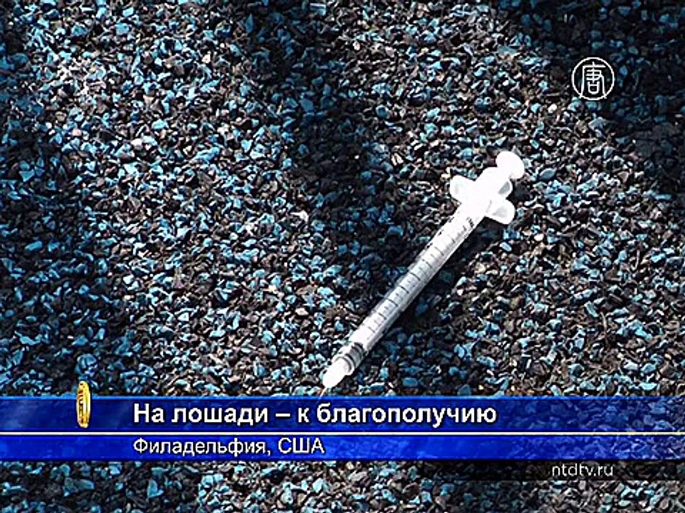 Общение с лошадьми оберегает от наркотиков
