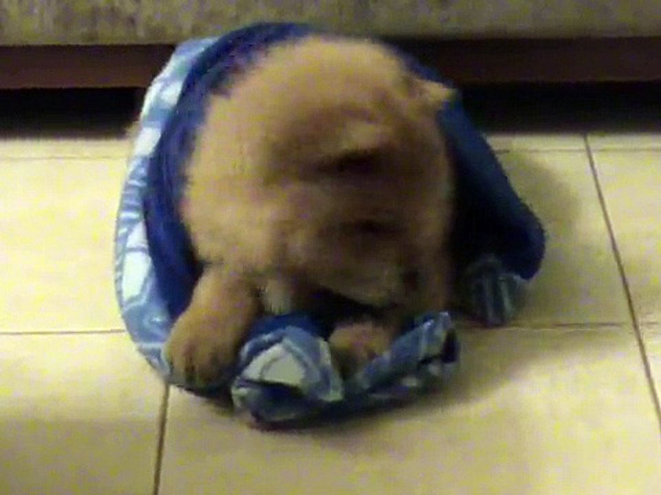 ROZA  CHOW CHOW  puppy 3.5 months