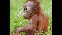 animali