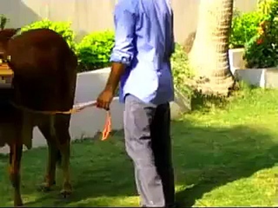 Pakistan_ Bull in the Back Yard