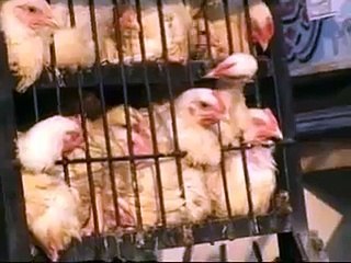 Pakistan_ Before Eid there are Animals Everywhere