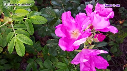 I`m Trying To Be Like Jesus /   Korea travel -American missionary