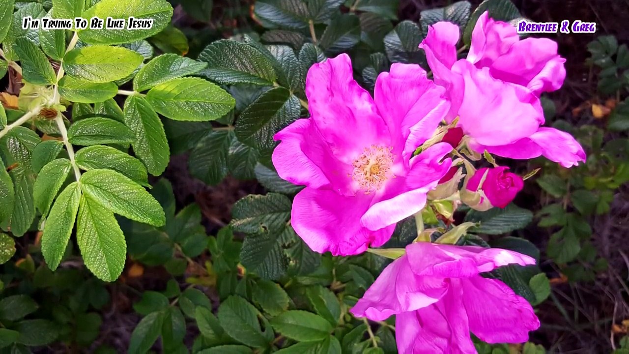 I`m Trying To Be Like Jesus /   Korea travel -American missionary