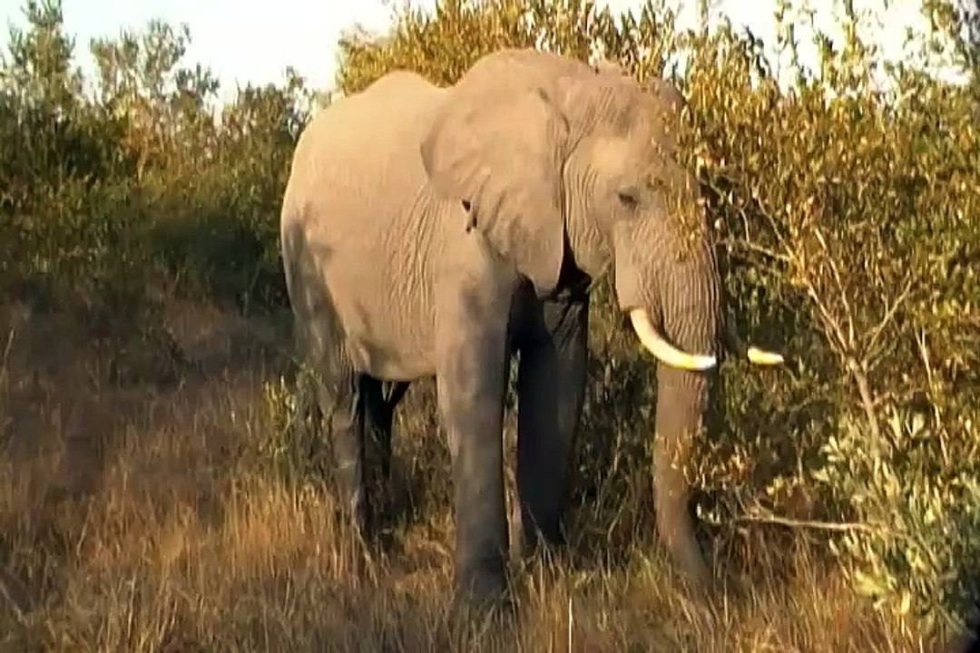 Arathusa - Elephant 2 - facing us