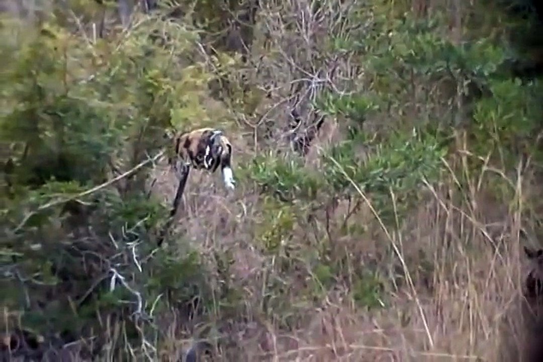 Arathusa - Endangered Wild African Dogs 5 - video Dailymotion