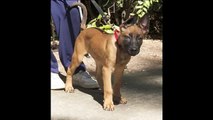 World Class K-9 -  King of the Belgian Malinois - Protection Training for Dogs