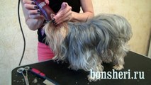 Стрижка Йорка короткая мордочка, стразики, хвостики, дракончик, Grooming a Yorkie Dogguru