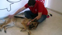 Masajeador Canino para mejorar el cepillado en nuestros perros