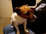 Jack Russell Terrier talking